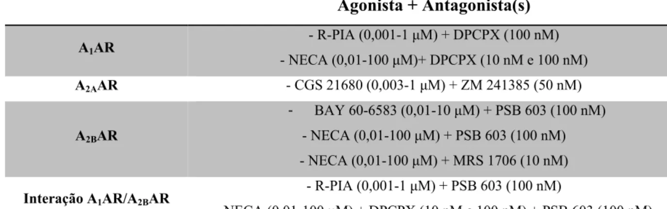 Tabela 3 - Protocolos experimentais utilizados nos registos miográficos.  Agonista + Antagonista(s)  A 1 AR  - R-PIA (0,001-1 μM) + DPCPX (100 nM)  - NECA (0,01-100 μM)+ DPCPX (10 nM e 100 nM)  A 2A AR  - CGS 21680 (0,003-1 μM) + ZM 241385 (50 nM)  A 2B AR