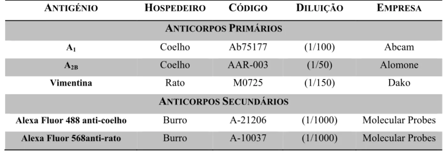 Tabela 4 - Anticorpos utilizados nas experiências de imunofluorescência e suas especificações  técnicas