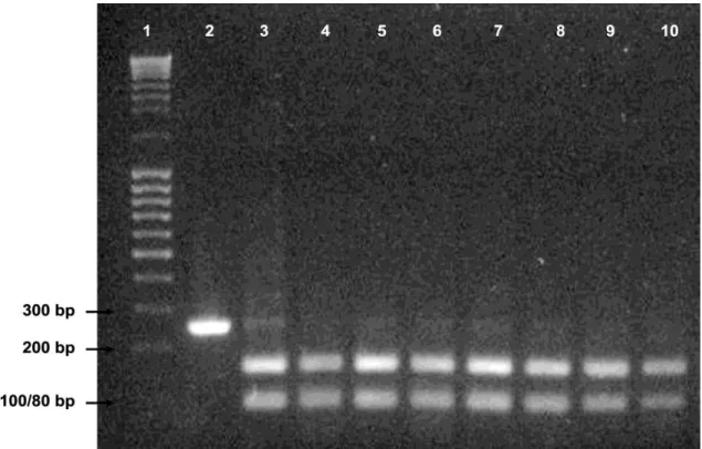 Figure  1.  Restriction  enzyme  SalI  digest  after  nested-PCR  amplification.  Lane  1:  Molecular  Marker  MassRuler  DNA  Ladder;  lane  2:  Isolated  BR09_1_2  undigested;  lane  3:  Isolated  BR09_1_2  digested; 