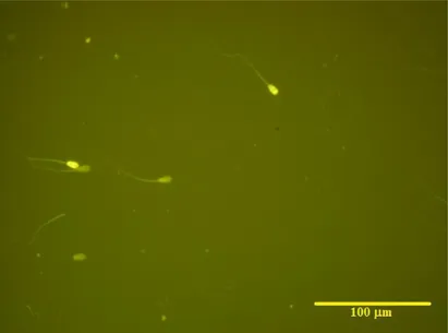 Figure  1.  Illustrative  bovine  sperm  cells  stained  with  CMA3.  Presence  of  two  positive  sperm  cells  showing protamine deficiency (higher fluorescence) (Olympus BX61, fluorescence microscopy, 400x)