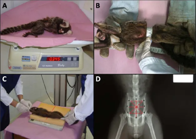 Figure 1. A- Weighing;  B- Implementation  of biometric  circumference  of  the pelvis;  C-  Radiographic  examination  in  ventro-dorsal  projection  of  a  common  marmoset  (Callithrix jacchus),  in  CENP,  Ananindeua, Pará; D - Photography of pelvis ra