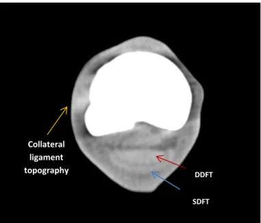 Figure  5.  Horse.  Axial  plane  computed  tomographic  image  indicating  attenuation  coefficient  in  the  selected  area