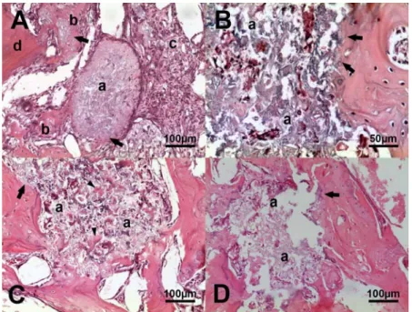 Figure 1. Photomicrograph of the defect region held in rabbit olecranon treated with different composites  in order to evaluate bone regeneration