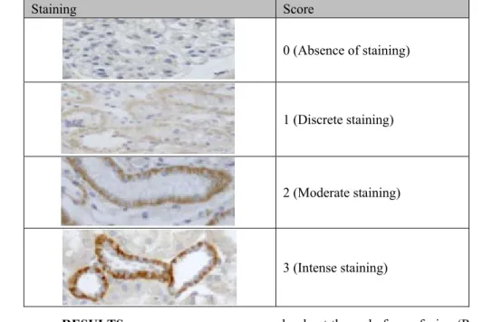 Table 3. Scores applied to staining analysis of E-cadherin and -catenin antibodies in kidneys of dogs   Staining  Score  0 (Absence of staining)  1 (Discrete staining)  2 (Moderate staining)  3 (Intense staining)  RESULTS 
