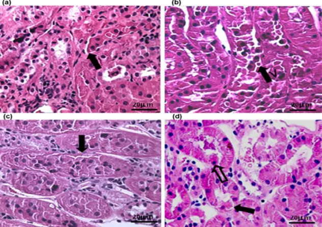 Figure 1. Photomicrographies of the renal cortical region of dogs submitted to ischemia and reperfusion  (H&amp;E stain; scale bars indicated 400 µm), showing tubular cell desquamation (black arrow) after 30 min  of ischemia, which was intensified after re