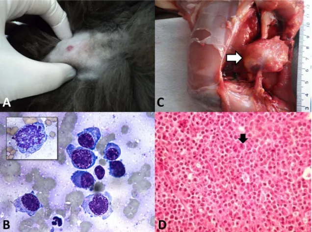 Figure 1. Extramedullary noncutaneous plasmacytoma in the skeletal muscle of a feline