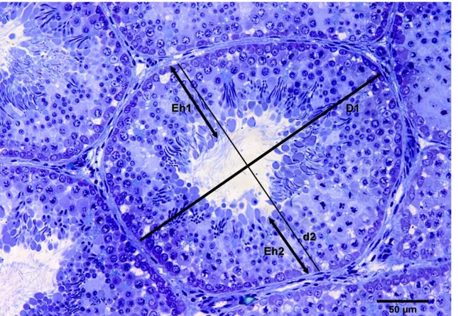 Figure  1.  Rooster.  Seminiferous  tubule  in  cross  section.  Photography  outline  the  greatest  diameter  measurements  (D1),  smaller  diameter  (d2)  and  seminiferous  epithelium  heights  (Eh1  and  Eh2)