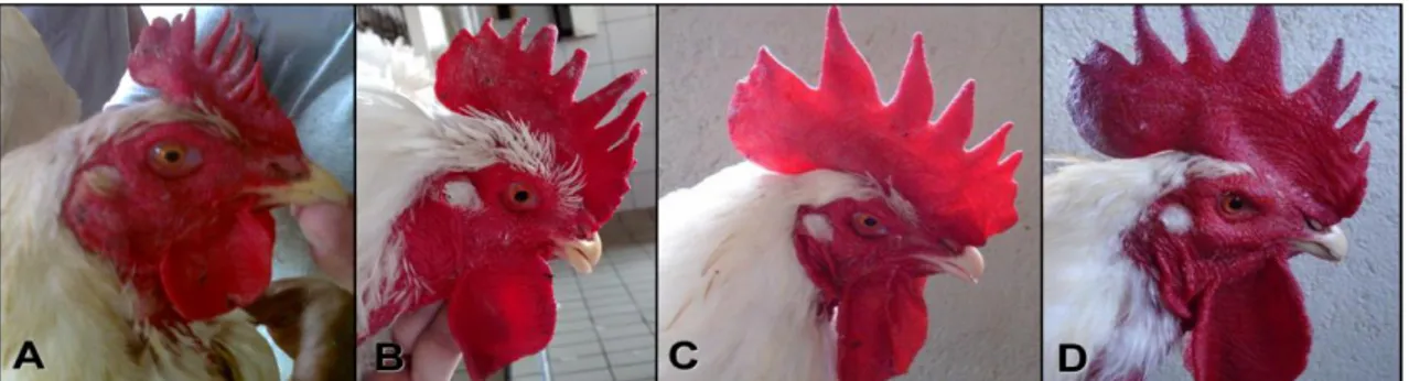 Figure 3. Rooster. Comb Scores. (A) Comb score = 1, undeveloped comb. (B) Comb score = 2, average  comb, light red and turgid