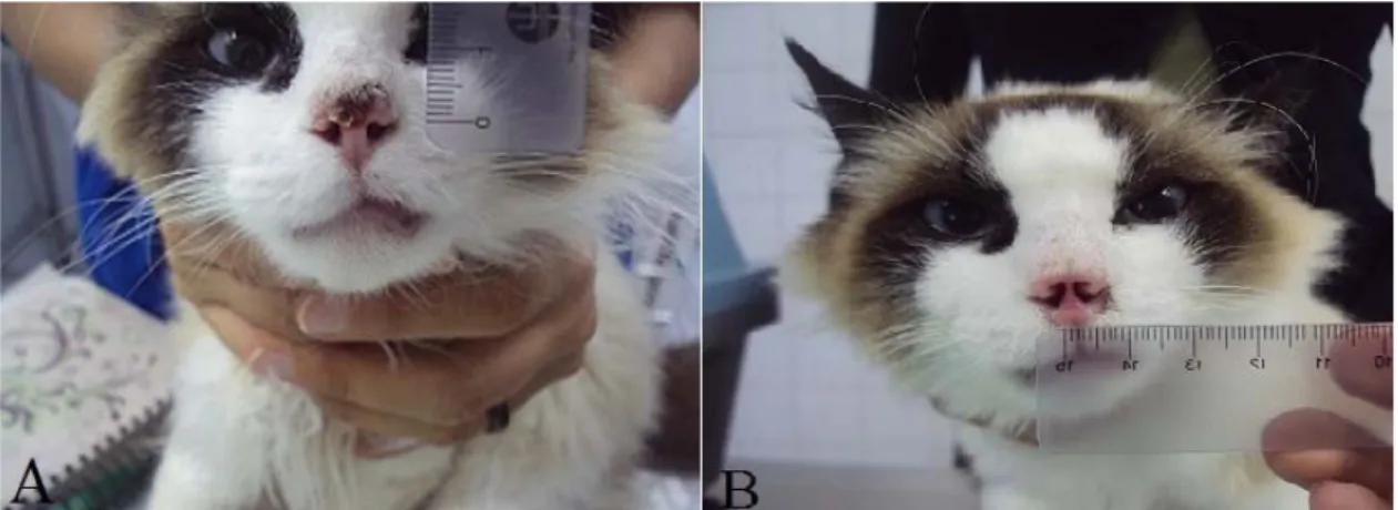 Figure 1. Cat corresponding to lesion 3 submitted to the cryosurgery. A: Aspect of the lesion before the  first cryosurgery session