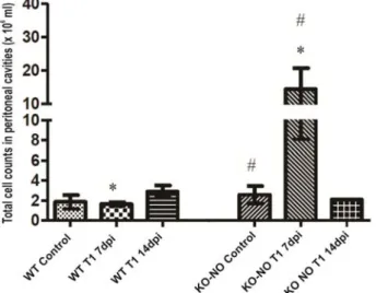 Figure 3. Total number of cells in aspirate from control and infected C57/Black6 wild-type and KO-NO  mice
