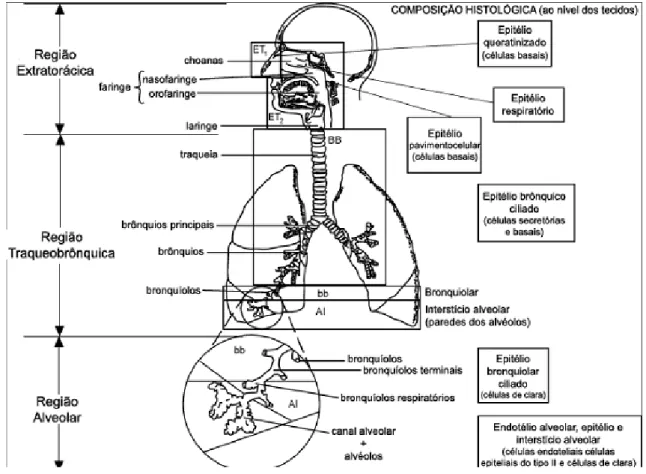 Figura 5 - Modelo representativo das regiões do pulmão humano [5] 