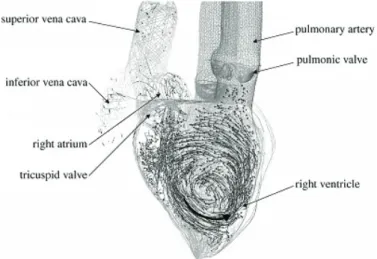 Figura 2.1: Simula¸c˜ao do escoamento dentro de um cora¸c˜ao humano, Griﬃth et al. (2007).