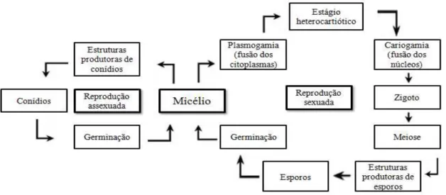 Figura 2.1 - Esquema do ciclo de vida geral dos fungos (MOLINARO et al., 2010). 