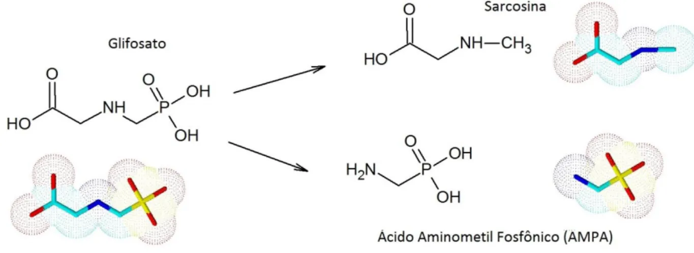 Figura 3 - Representação estrutural da degradação do glifosato no solo,  produzindo os metabólitos Sarcosina e AMPA