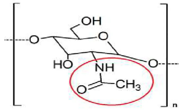 Figura  4  –   Representação  dos  monômeros  da  quitina,  destacando  os  grupos  acetato  presentes  nos  grupamentos  N-acetilglicosamina,  sendo  n  o  grau de polimerização da biomacromolécula