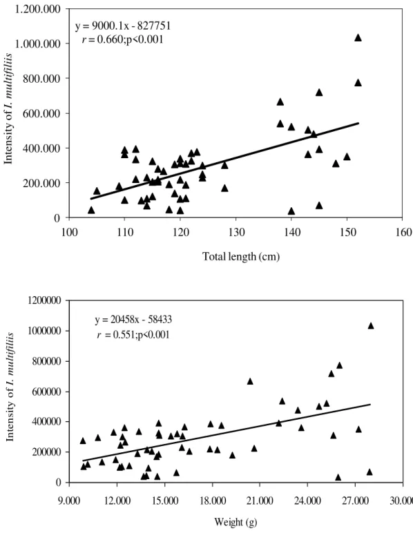 Figure 3. Correlation between the intensity of Ichthyophthirius multifiliis and body weight and length of  Arapaima gigas (n=54) in fish farms from the eastern Amazon, Brazil