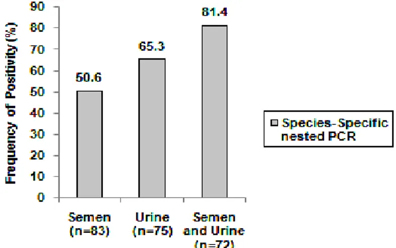 Figure 2. Frequency of positivity (%) of Brucella ovis detection by specie-specific nested PCR in semen,  urine, and semen and urine combined collected from experimentally infected rams with REO 198 strain
