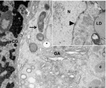 Figure 3. Electron micrograph of collared peccary preantral follicles  from  the  control group (0h)