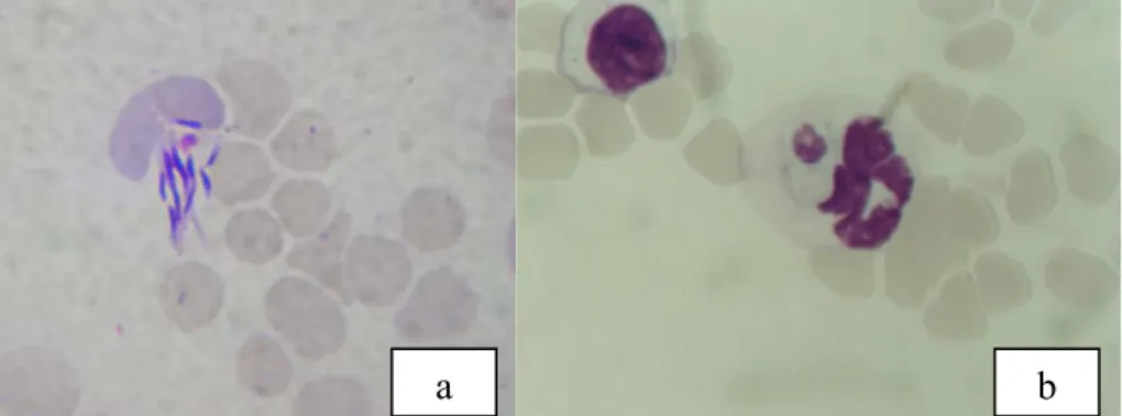 Figure 1. a: Hepatozoon sp. gametocyte observed in an eight-year-old female Dachshund, in the city of  Goiânia, Goiás (1000x) b: Hepatozoon sp