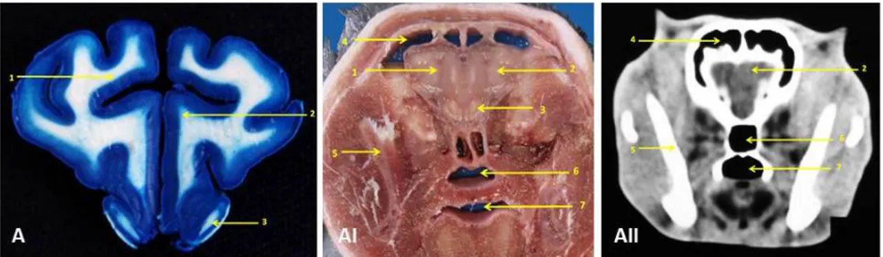 Figure 1. Images corresponding to transverse sections of the cat’s brain with identification of anatomical  structures