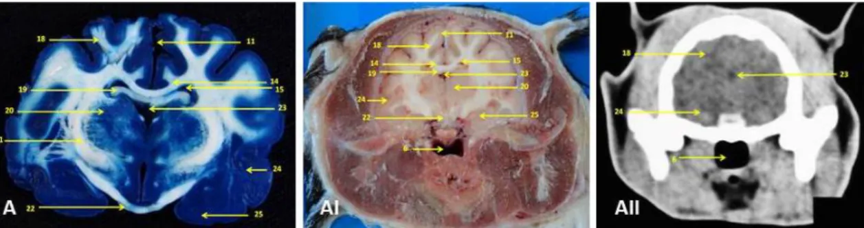 Figure 4. Images corresponding to transverse sections of the cat’s brain with identification of anatomical  structures
