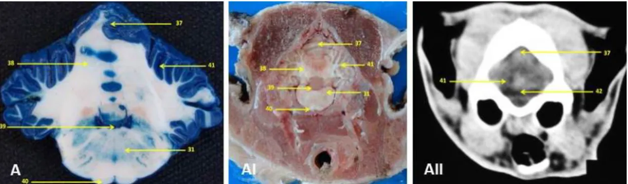 Figure 8. Images corresponding to transverse sections of the cat’s brain with identification of anatomical  structures