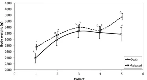 Figure  3.  Variation  of  body  weight  over  five  weekly  collections  in  Magellanic  penguins  Spheniscus  magellanicus