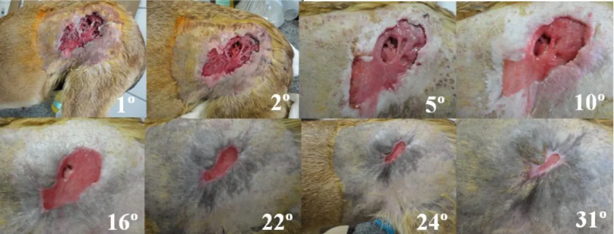 Figure 1. Dog. Wound evolution during treatment with gel-cream containing 5% papain and sunflower oil  in  case  1