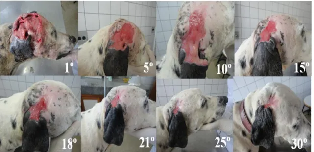 Figure 2. Dog. Evolution of the patient’s wound in Case 2, during the treatment with papain gel-cream  containing 5% and 3%