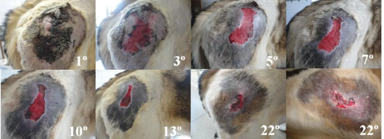 Figure 3. Dog. Evolution of the patient’s wound in Case 3, during the treatment with papain gel-cream  containing  5%  and  3%