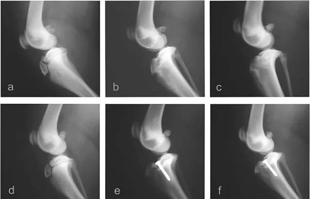 Figure  1.  Radiographic  images  of  the  operated  stifle  joints  of  dogs  subject  to  proximal  tibial  epiphysiodesis using the screw technique or the electrocautery technique