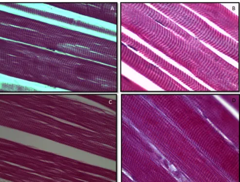 Figure  1.  Histological  evaluation  of  Longissimus lumborum  and  Triceps branchii  muscles  of  PEA  treatment stained with Gomori trichrome, under optical microscopy (Nikon microscope) and visible light  in  immersion  objective