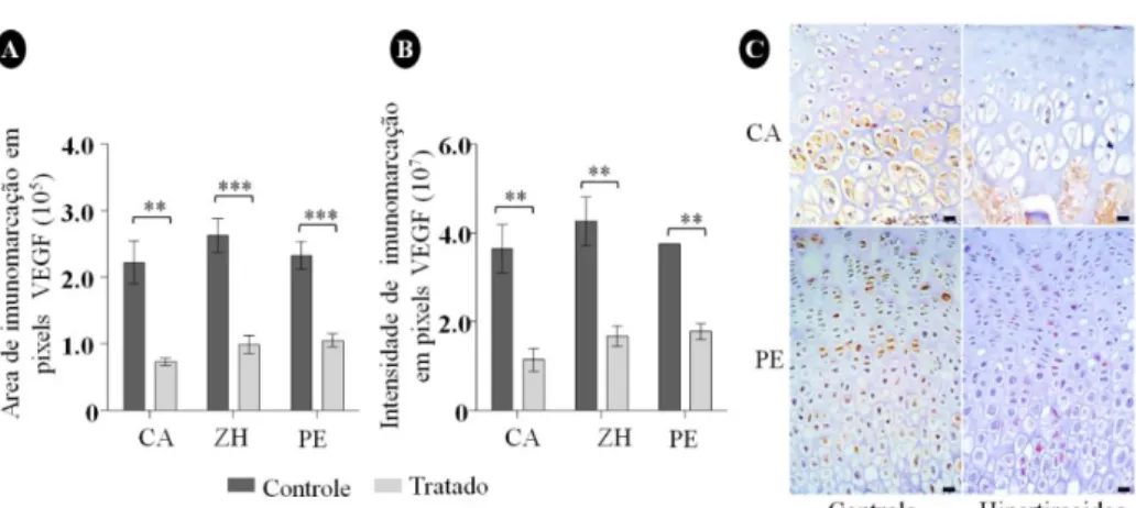 Figura 4. Expressão imuno-histoquímica de VEGF nas cartilagens de crescimento  dos fêmures de ratos  controle  e  hipertireoideos