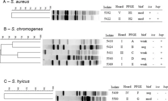 Figure  1.  Dendrogram  of  pulsed-field  gel  electrophoresis  (PFGE)  profiles  of  AluI  restriction  enzyme-   digested  genomic  DNA  of  A)  Staphylococcus aureus, B)  Staphylococcus chromogenes and  C)  Staphylococcus hyicus isolates and their class