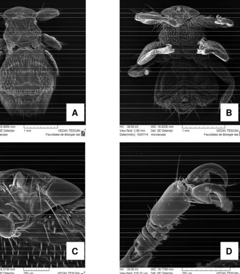 Figure 3. Lipoptena cervi Linnaeus, 1971. SEM. A) Dorsal view and B) Ventral view. Hair threads cover  the hole body, 1mm; C) Buccal apparatus and multifaceted eyes, 200 µm; D) robust legs with big claws  and hair threads, 200 µm