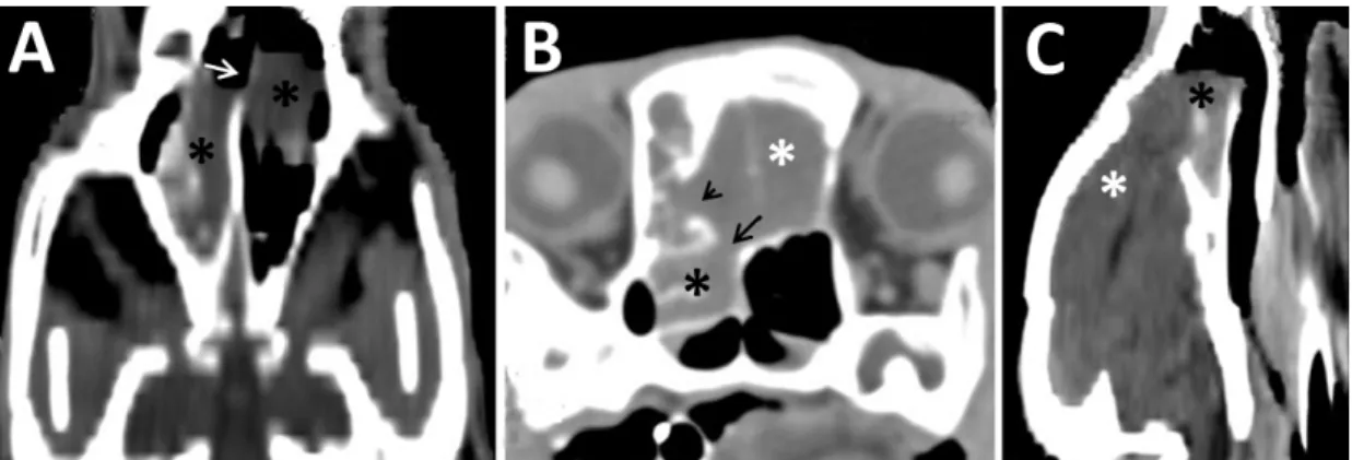 Figure 1. CT scans of the nasal cavity of a three-month-old Saint Bernard dog presenting with a chronic  nasal  disorder  and  seizures