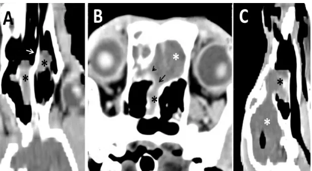 Figure 3. CT scans of the nasal cavity of a seven-month-old Saint Bernard dog presenting a chronic nasal  disorder and seizures