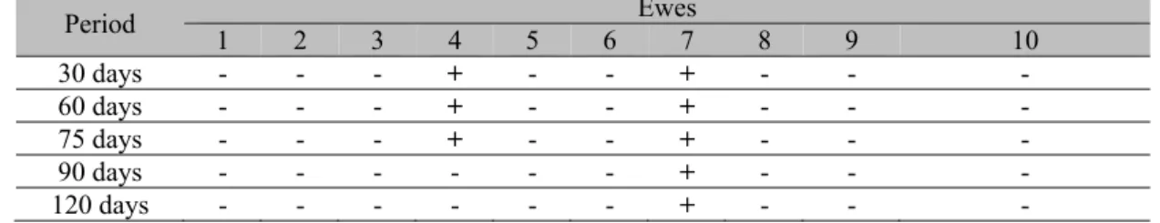 Table  1.  Results  of  nested  PCR  in  milk  samples  from  ten  ewes  experimentally  infected  with  caprine  lentivirus, collected from 30 until 120 days of lactation 