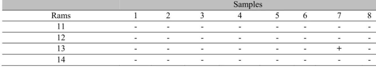 Table 2. Results of nested PCR in samples from four rams experimentally infected with caprine lentivirus,  collected between April, 2013 and April, 2014