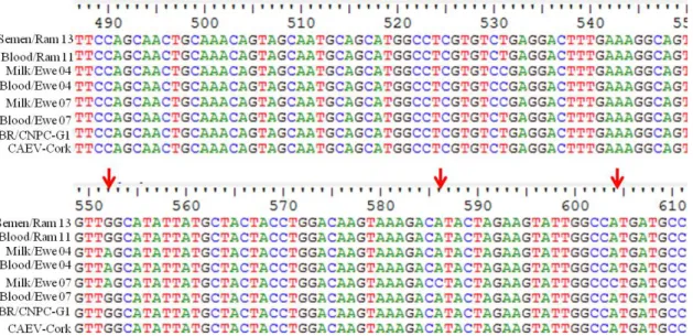 Figure 1. Partial sequences of the small ruminant lentivirus gag gene: results obtained from nested PCR in  milk from ewes and semen from rams infected with caprine lentivirus