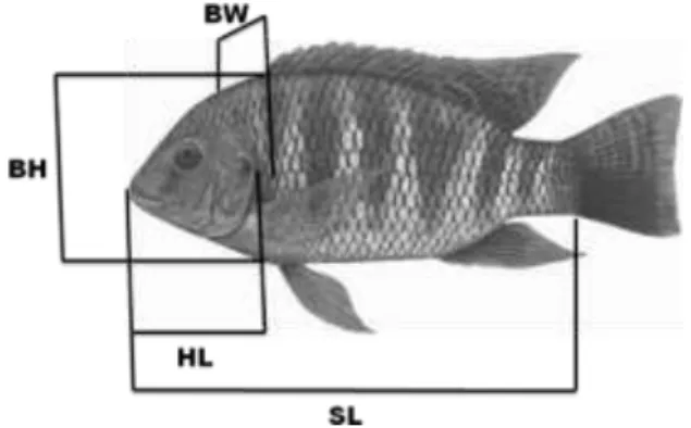 Figure 1. Morphometric measurements of t ilapia  