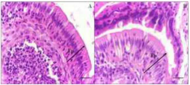 Table 4. Mean thickness ( x ) and standard deviation (s) of the  epithelial layer (µm) of the middle portion of the intestine of  Nile tilapia juveniles after 21, 42 and 63 days