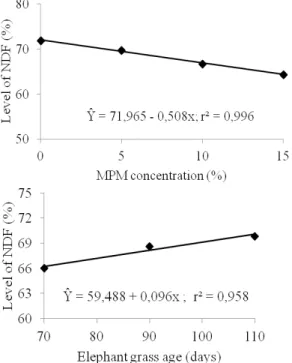 Figure 3.  Effect of mesquite pod meal (MPM) concentration and  elephant grass age on the level of NDF in elephant grass silages