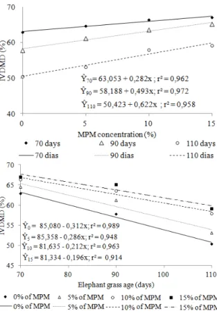 Figure 9. Effect of mesquite pod meal (MPM) concentrations  and elephant grass age on the IVDMD of elephant grass silages