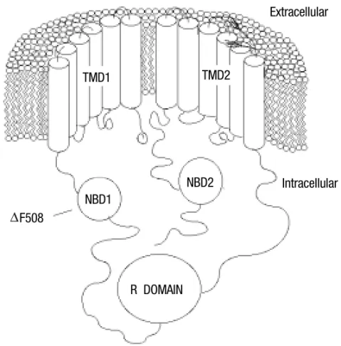 Fig. 1 – Predicted two-dimensional structure of the CFTR protein. The CFTR domains shown are: TMD1 and TMD2-transmembrane-spanning  do-mains 1 and 2, respectively; R domain-regulatory domain; NBD1 and  NBD2-nucleotide-binding domains 1 and 2, respectively