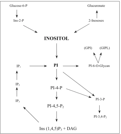 Fig. 1 – myo-inositol metabolic pathways. Symbols: PI - phosphatidylinosi- phosphatidylinosi-tol; PI-4-P - phosphatidylinositol-4-phosphate; PI-4,5-P 2 -  phosphatidylinositol-4,5-bisphosphate; Ins(1,4,5)P 3 and IP 3 - inositol trisphosphate; IP 2 -  inosi