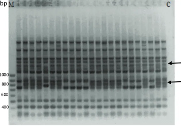 Figure 2. Random-amplified polymorphic DNA (RAPD) gel  profiles showing banding pattern of S