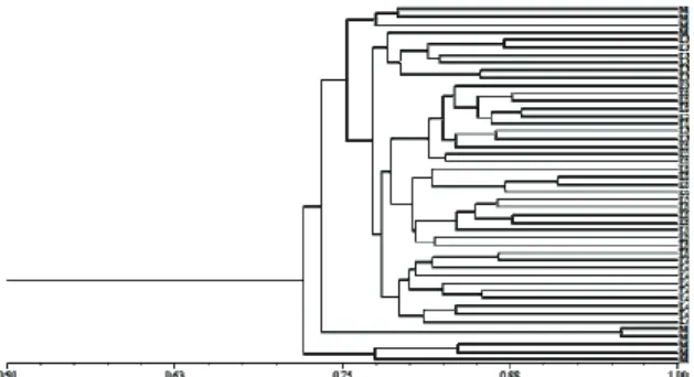 Figure 3. Upgma dendrogram representing genetic relationship,  by Jaccard coefficient, among stocks of S