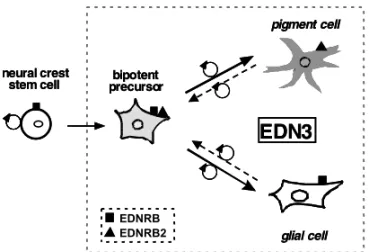 Fig. 4 – Summary of the action of EDN3 on NC precursors and NC-derived cells. EDN3 favor the survival and proliferation of bipotent glial-melanocytic progenitors derived from NC stem cells in the early NC