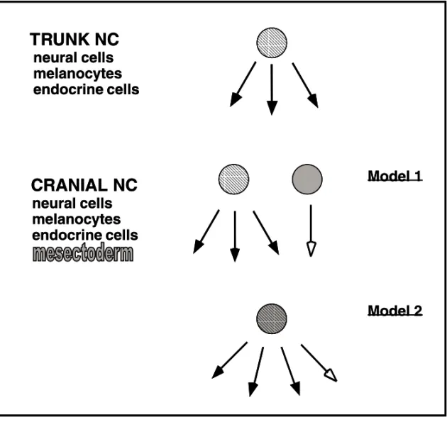 Fig. 1 – Models for the origin of mesectodermal derivatives from the cephalic NC. Cranial and trunk NC share common derivatives (neural cells, melanocytes and endocrine cells) which derive from a multipotent NC stem cell in the trunk (striped circle)